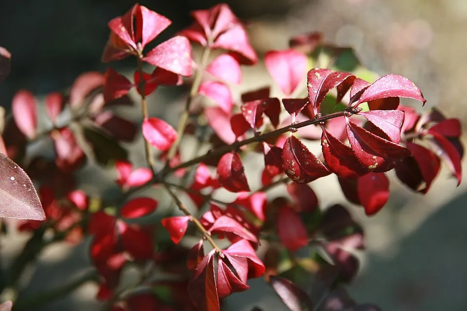 Törpe szárnyas kecskerágó / Euonymus alatus 'Compactus'