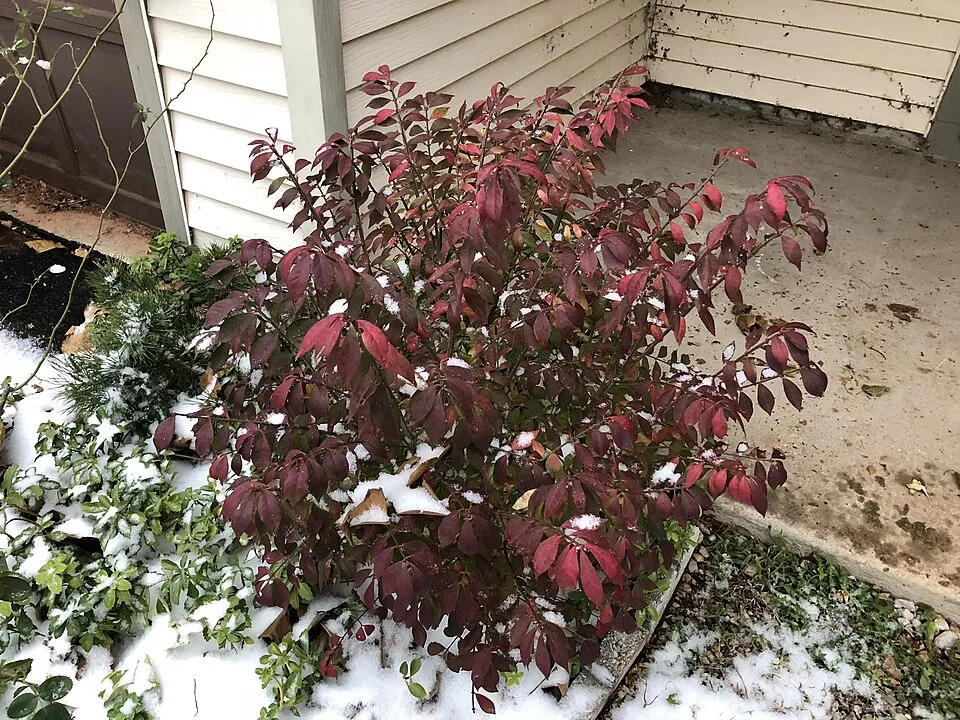 Törpe szárnyas kecskerágó / Euonymus alatus 'Compactus'