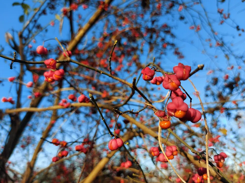 Csíkos kecskerágó / Euonymus europeus