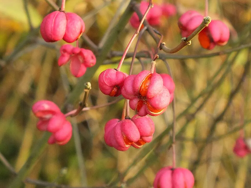 Csíkos kecskerágó / Euonymus europeus