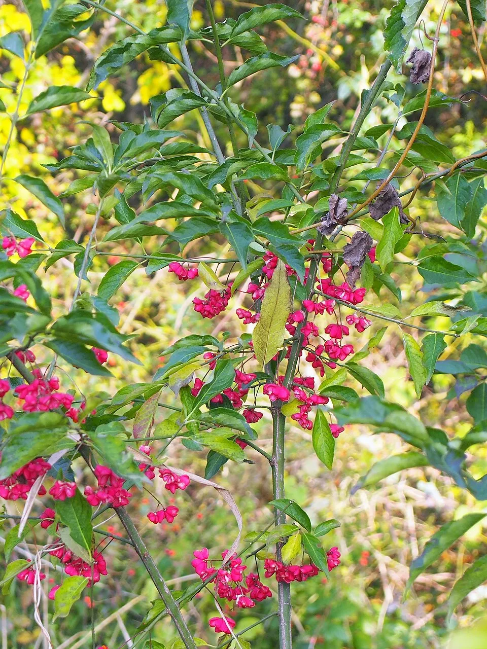 Csíkos kecskerágó / Euonymus europeus
