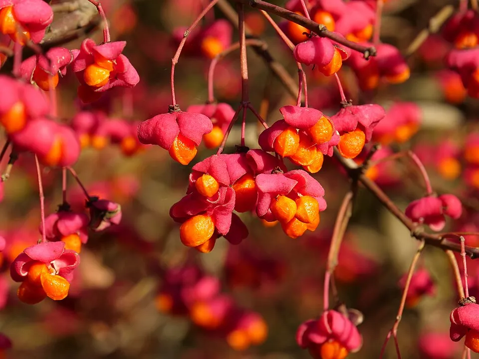 Csíkos kecskerágó / Euonymus europeus