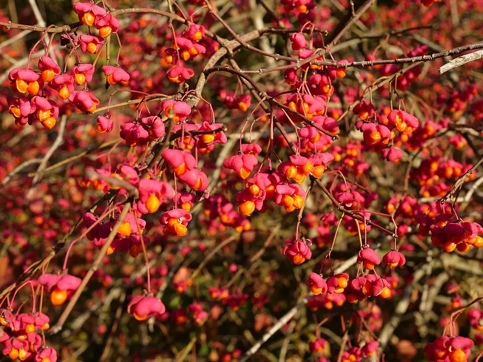 Csíkos kecskerágó / Euonymus europeus