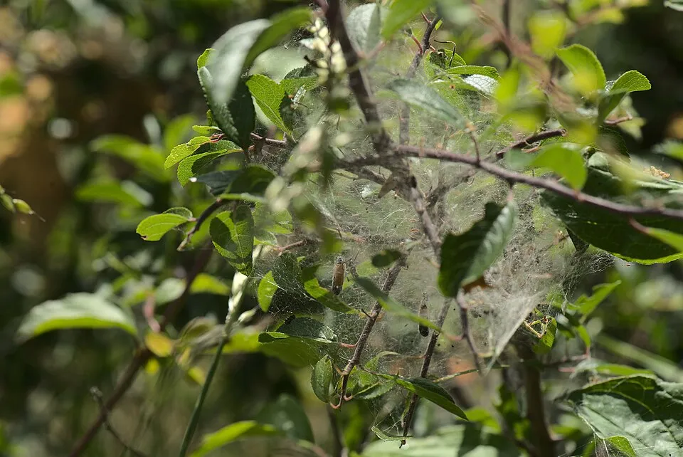 Csíkos kecskerágó / Euonymus europeus