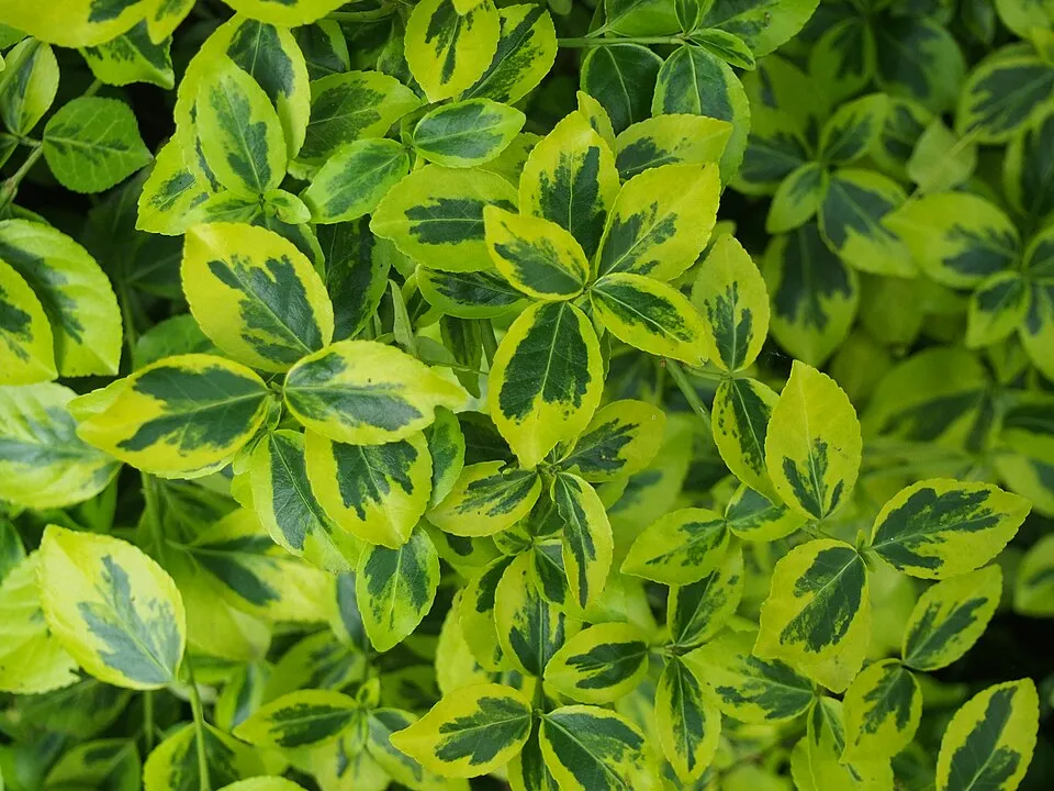 Zöld levelű kecskerágó / Euonymus fortunei 'Dart's Blanket'