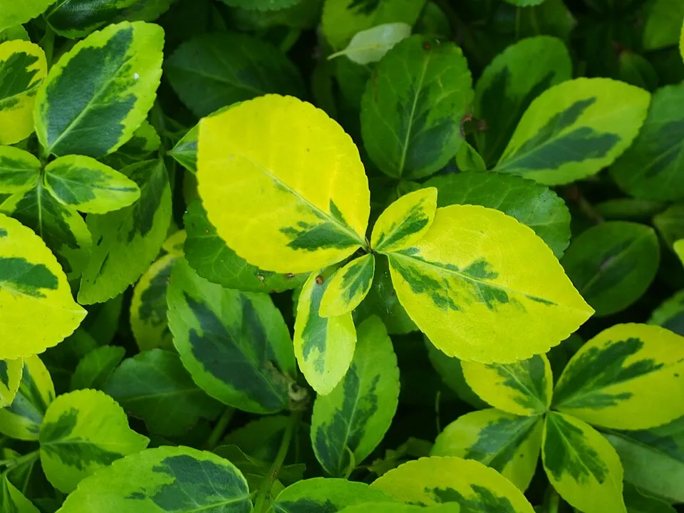 Zöld levelű kecskerágó / Euonymus fortunei 'Dart's Blanket'
