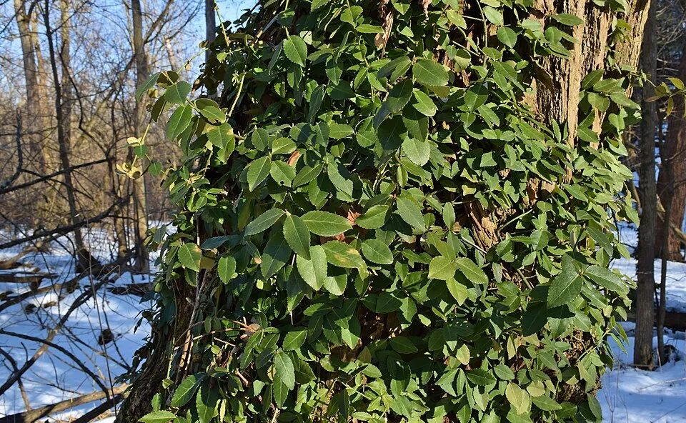 Zöld levelű kecskerágó / Euonymus fortunei 'Dart's Blanket'