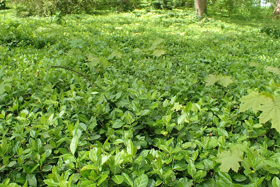 Zöld levelű kecskerágó / Euonymus fortunei 'Dart's Blanket'