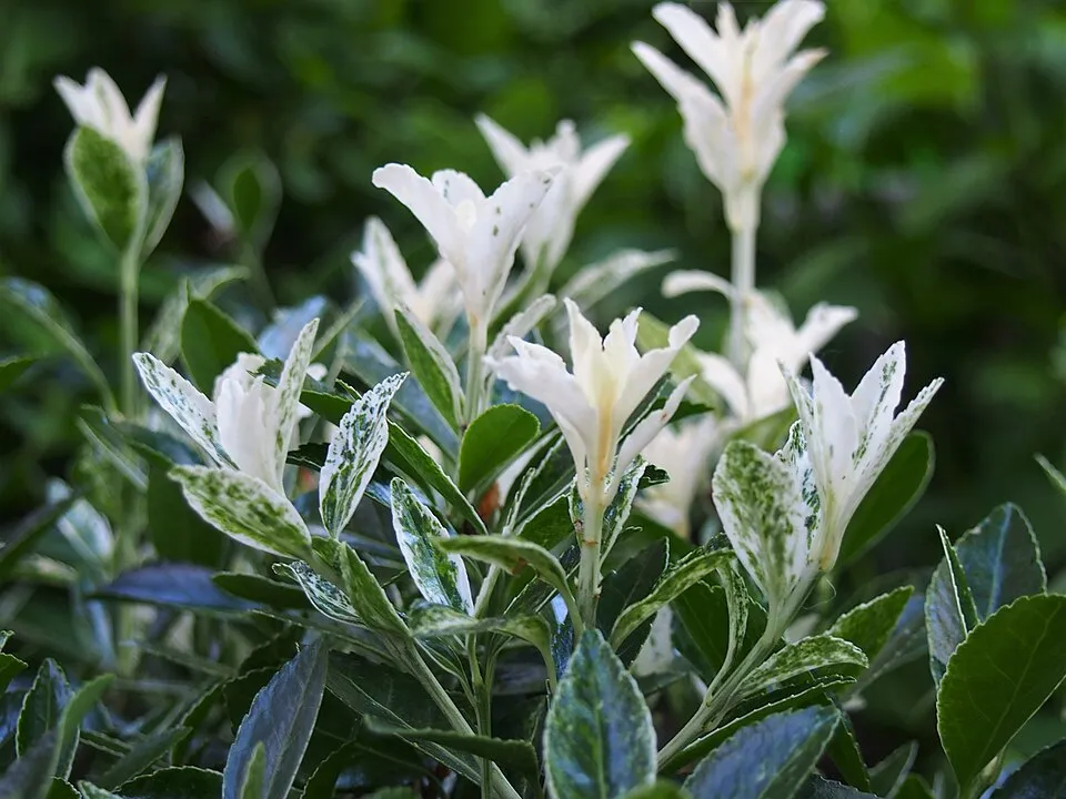 Zöld levelű kecskerágó / Euonymus fortunei 'Dart's Blanket'