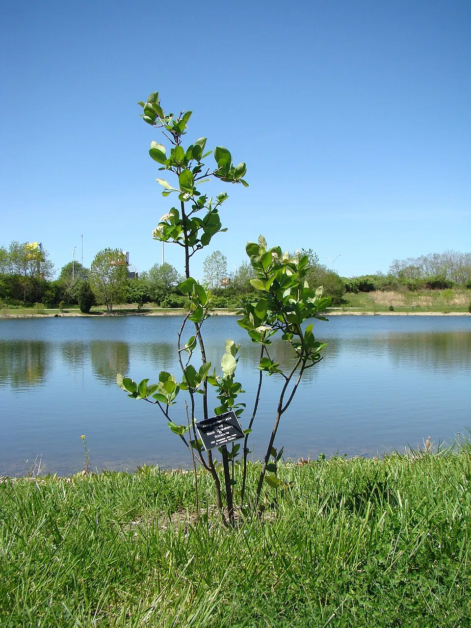 Fekete berkenye / Aronia prunifolia 'Viking'