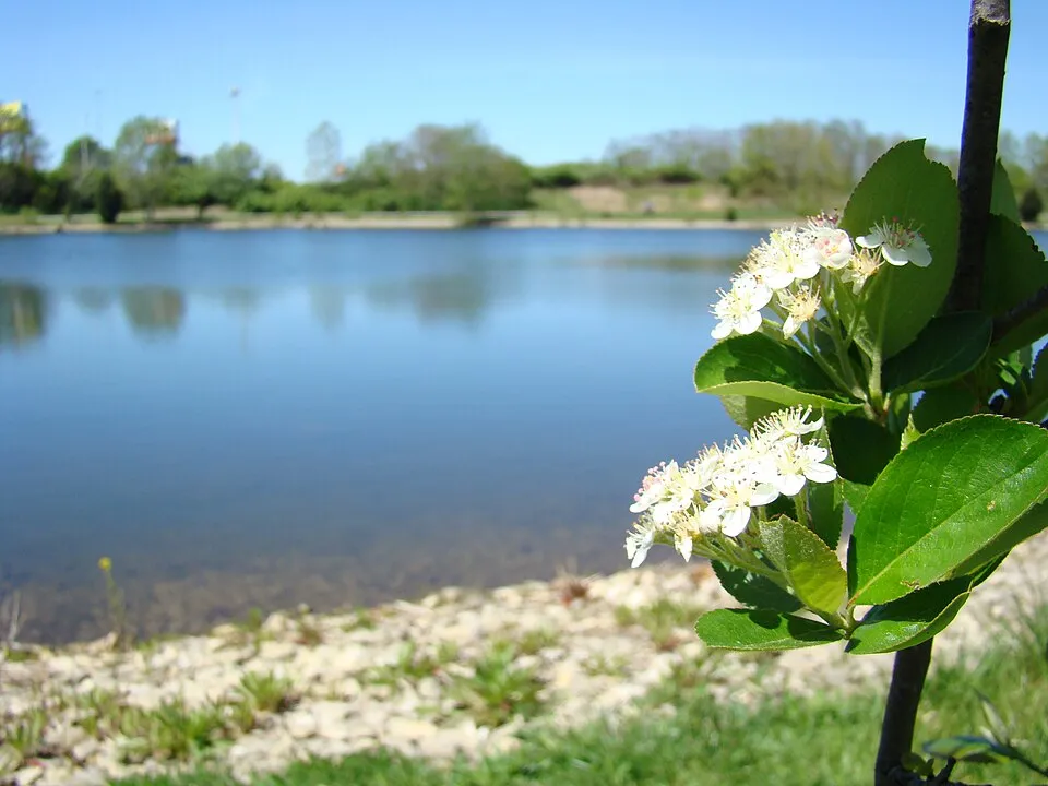Fekete berkenye / Aronia prunifolia 'Viking'