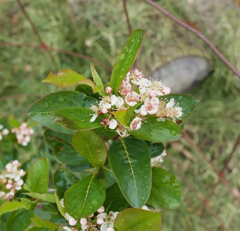 Fekete berkenye / Aronia prunifolia 'Viking'