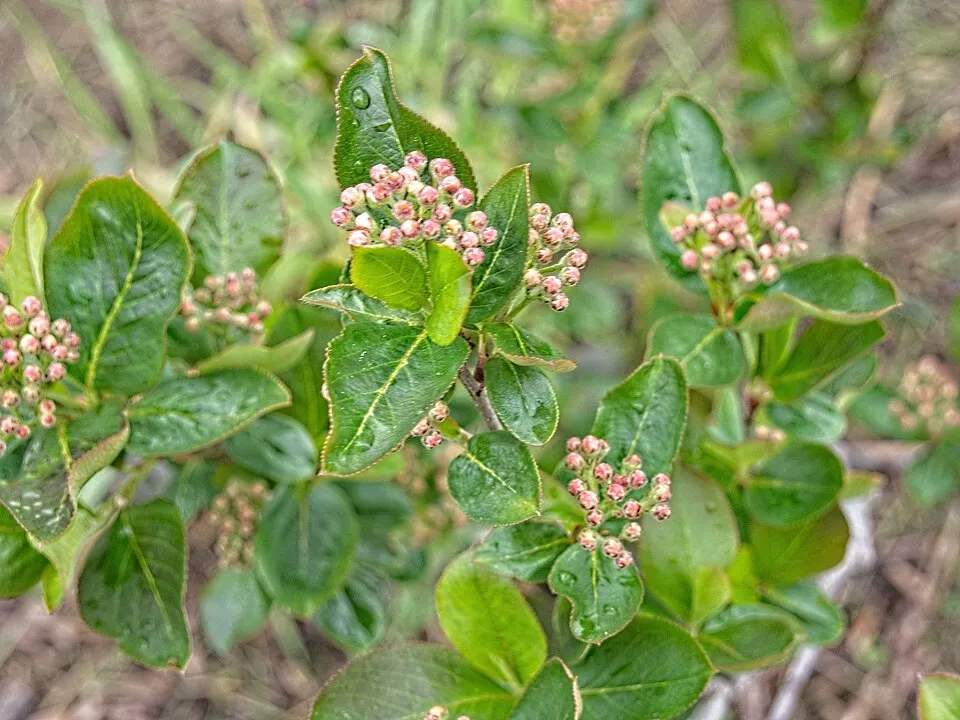 Fekete berkenye / Aronia prunifolia 'Viking'