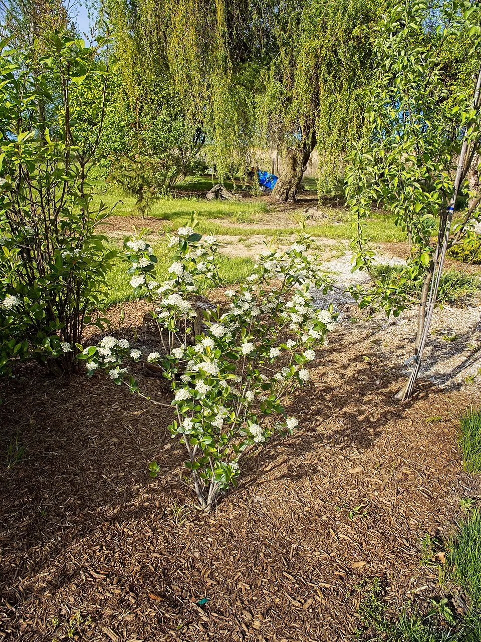 Fekete berkenye / Aronia prunifolia 'Viking'