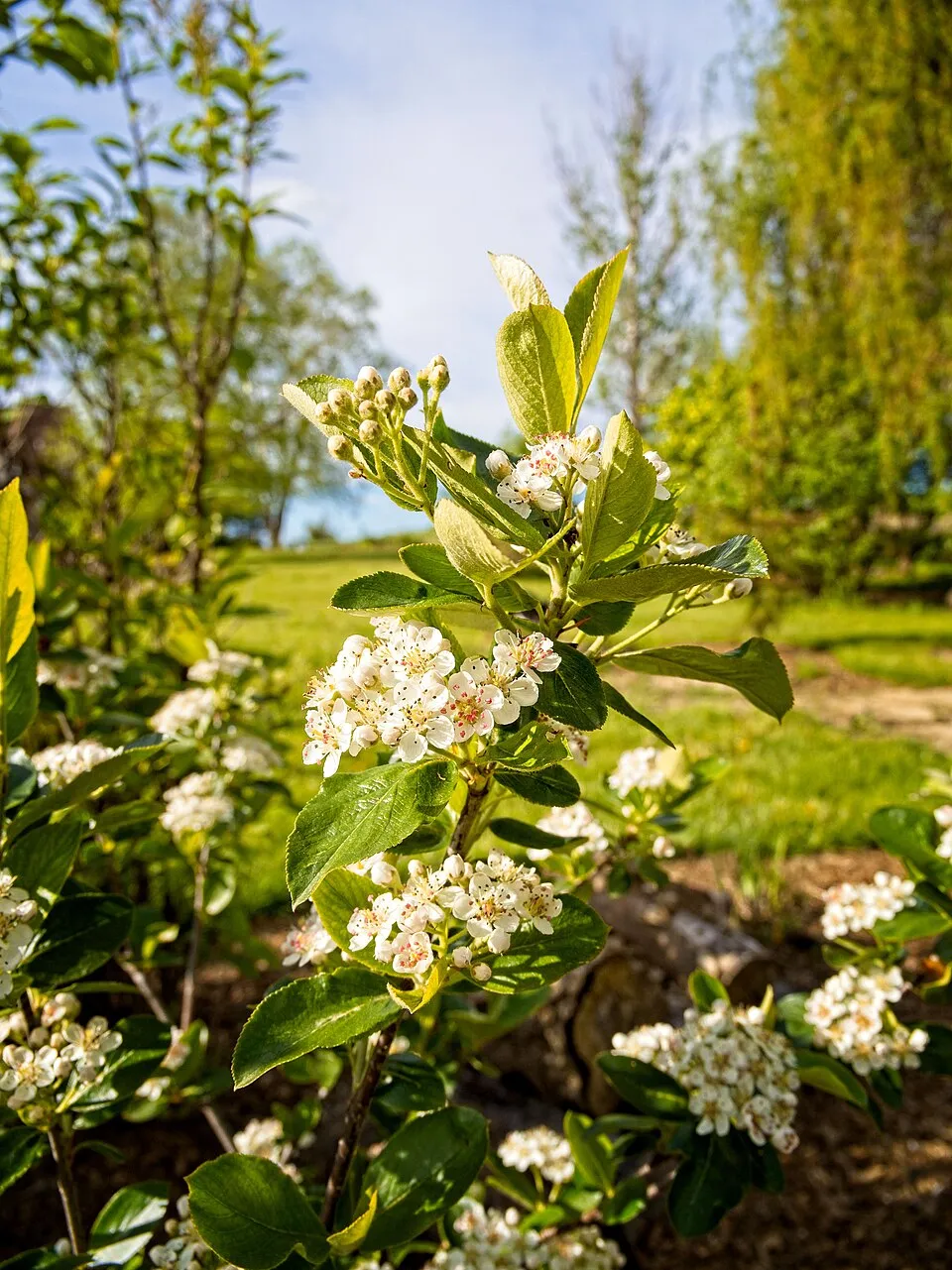 Fekete berkenye / Aronia prunifolia 'Viking'