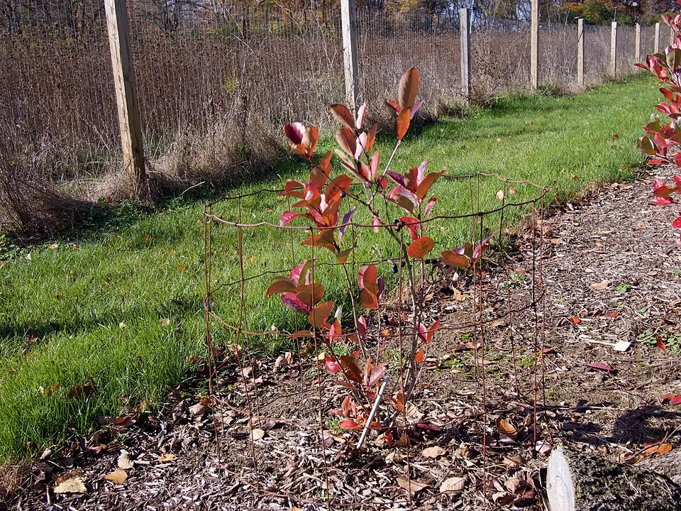 Fekete berkenye / Aronia prunifolia 'Viking'