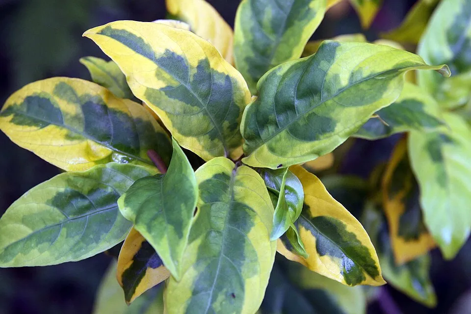 Fehér-tarka levelű kecskerágó / Euonymus fortunei 'Emerald Gaiety'