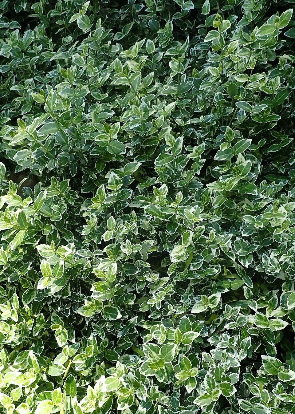 Fehér-tarka levelű kecskerágó / Euonymus fortunei 'Emerald Gaiety'
