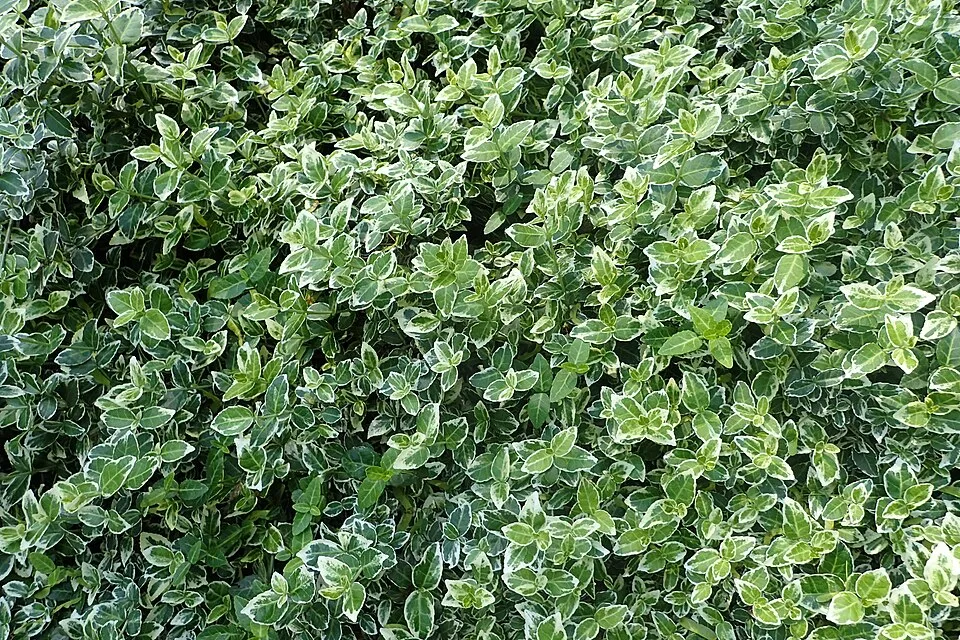 Fehér-tarka levelű kecskerágó / Euonymus fortunei 'Emerald Gaiety'
