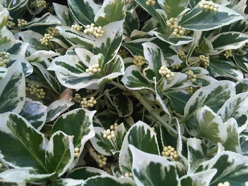 Fehér-tarka levelű kecskerágó / Euonymus fortunei 'Emerald Gaiety'