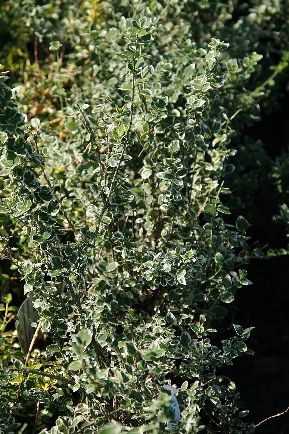 Fehér-tarka levelű kecskerágó / Euonymus fortunei 'Emerald Gaiety'