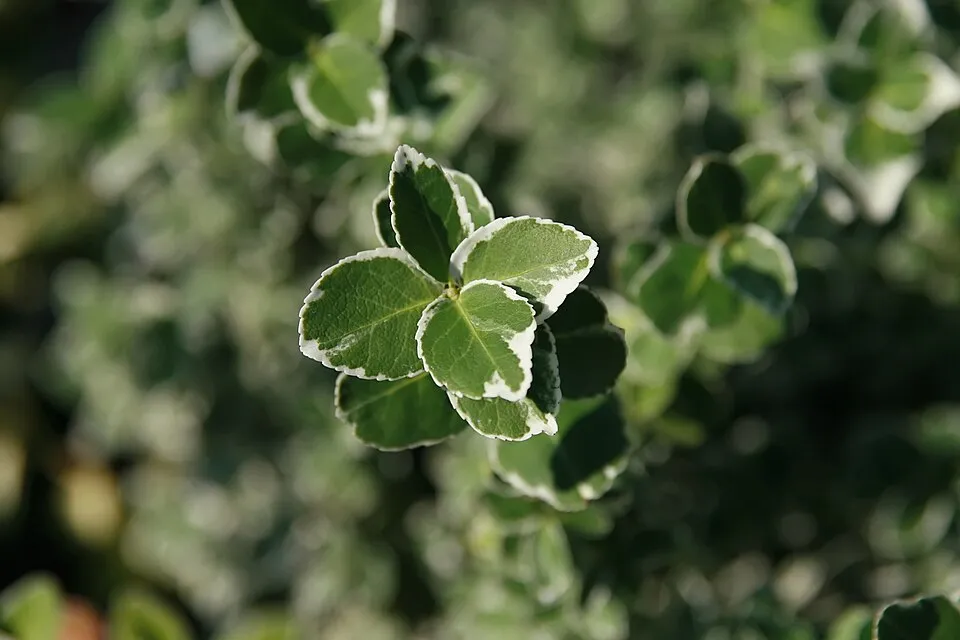 Fehér-tarka levelű kecskerágó / Euonymus fortunei 'Emerald Gaiety'