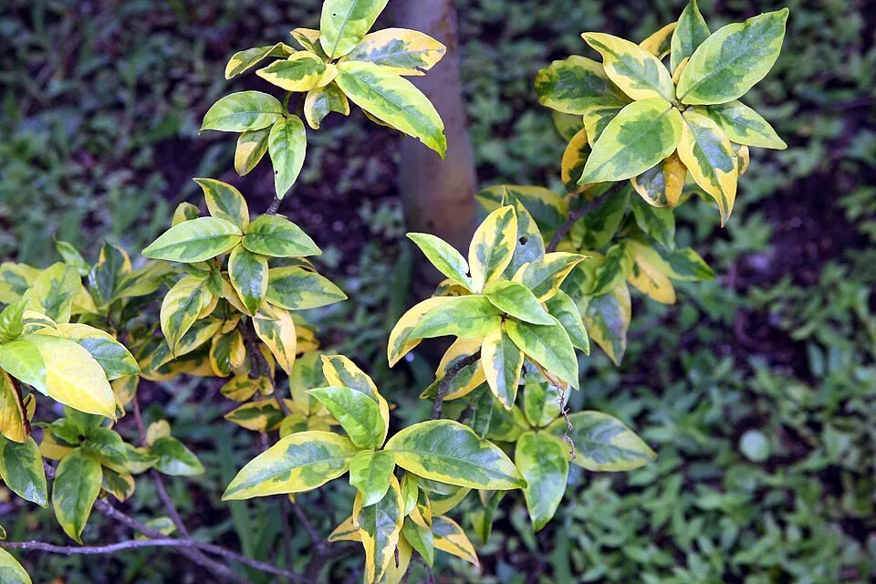 Fehér-tarka levelű kecskerágó / Euonymus fortunei 'Emerald Gaiety'