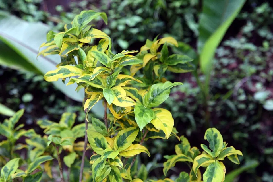 Fehér-tarka levelű kecskerágó / Euonymus fortunei 'Emerald Gaiety'