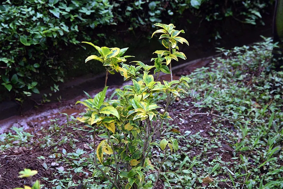Fehér-tarka levelű kecskerágó / Euonymus fortunei 'Emerald Gaiety'