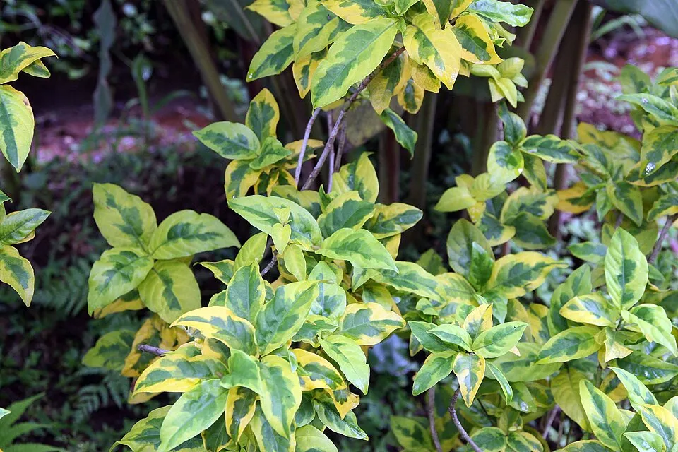 Fehér-tarka levelű kecskerágó / Euonymus fortunei 'Emerald Gaiety'