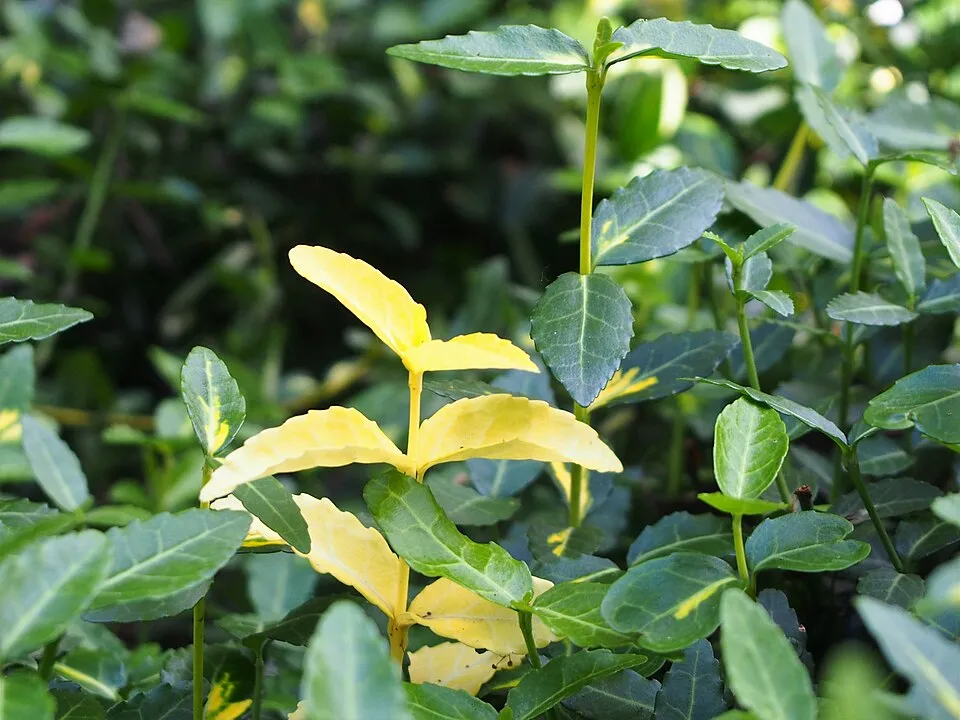 Sárga-tarka levelű kecskerágó / Euonymus fortunei 'Emerald'n Gold'