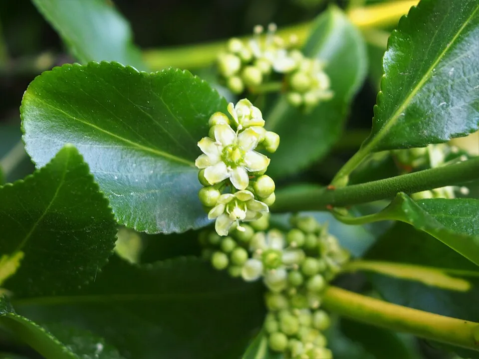 Sárga-tarka levelű kecskerágó / Euonymus fortunei 'Emerald'n Gold'