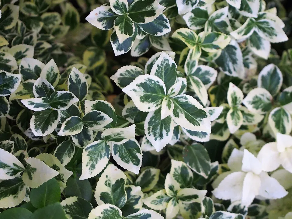 Sárga-tarka levelű kecskerágó / Euonymus fortunei 'Emerald'n Gold'