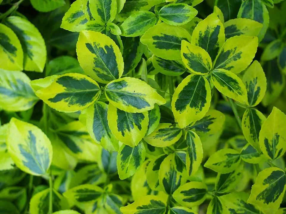 Sárga-tarka levelű kecskerágó / Euonymus fortunei 'Emerald'n Gold'