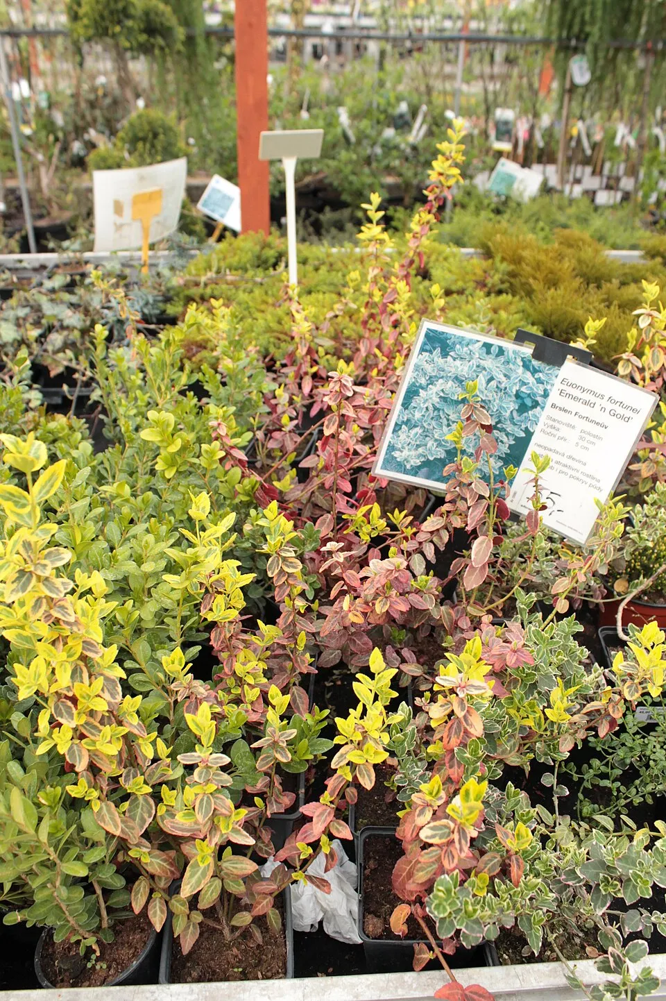 Zöld levelű, talajtakaró kecskerágó / Euonymus fortunei 'Radicans'