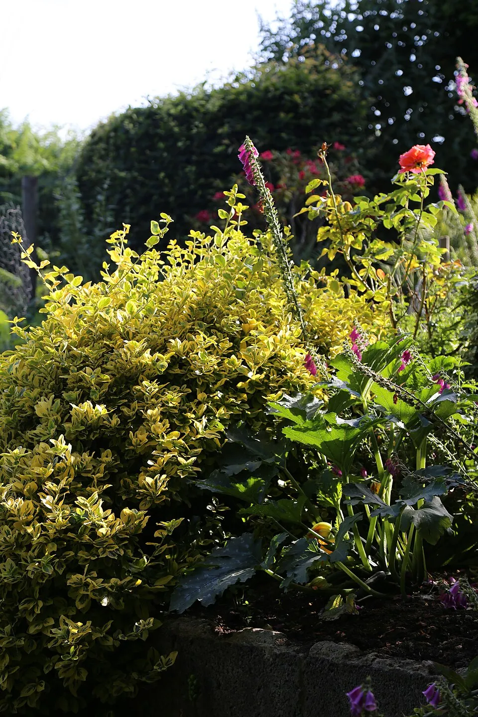 Zöld levelű, talajtakaró kecskerágó / Euonymus fortunei 'Radicans'