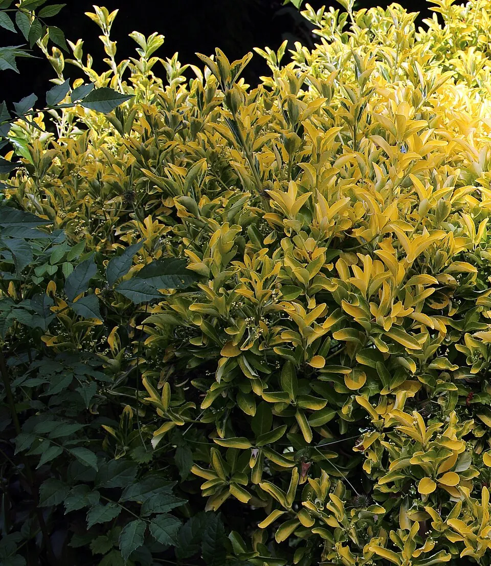 Zöld levelű, talajtakaró kecskerágó / Euonymus fortunei 'Radicans'