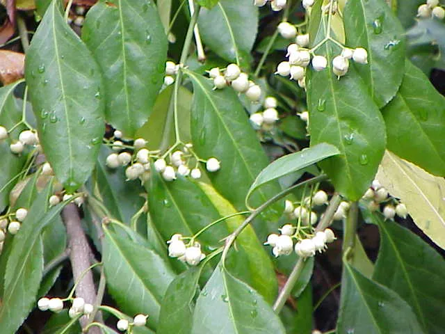 Zöld levelű, talajtakaró kecskerágó / Euonymus fortunei 'Radicans'