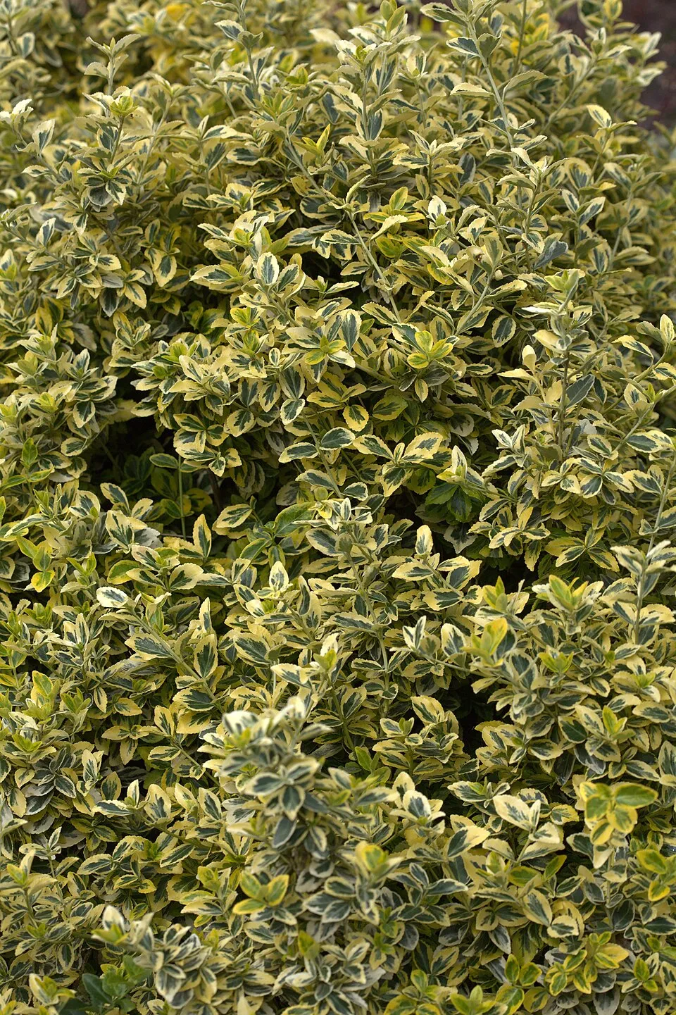 Zöld levelű, talajtakaró kecskerágó / Euonymus fortunei 'Radicans'
