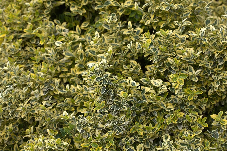 Zöld levelű, talajtakaró kecskerágó / Euonymus fortunei 'Radicans'