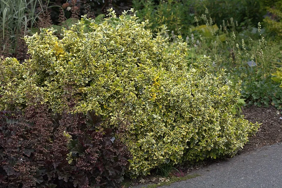 Zöld levelű, talajtakaró kecskerágó / Euonymus fortunei 'Radicans'