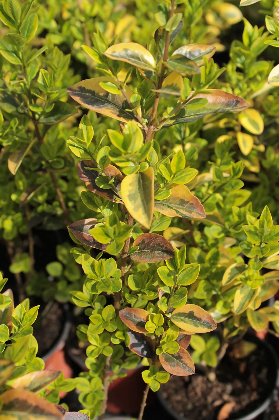 Zöld levelű, talajtakaró kecskerágó / Euonymus fortunei 'Radicans'