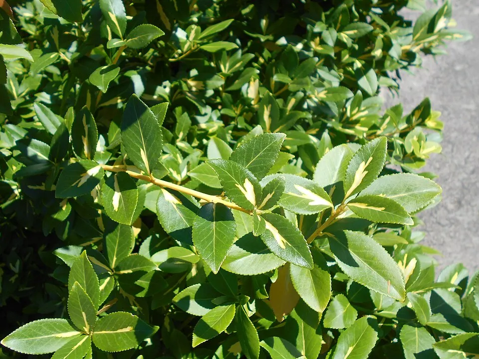 Sárga-tarka levelű, talajtakaró kecskerágó / Euonymus fortunei 'Sunspot'