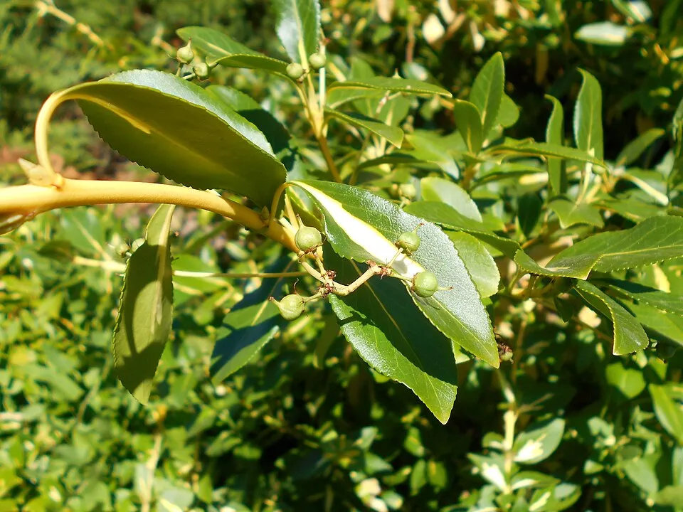 Sárga-tarka levelű, talajtakaró kecskerágó / Euonymus fortunei 'Sunspot'