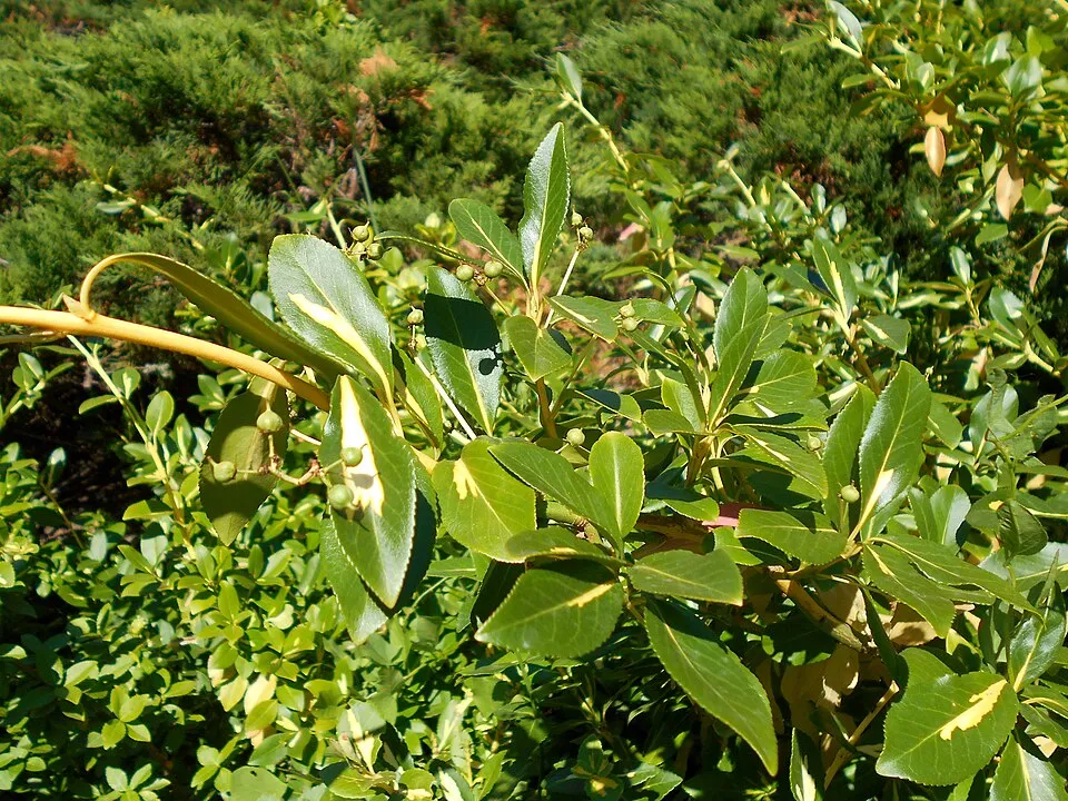 Sárga-tarka levelű, talajtakaró kecskerágó / Euonymus fortunei 'Sunspot'