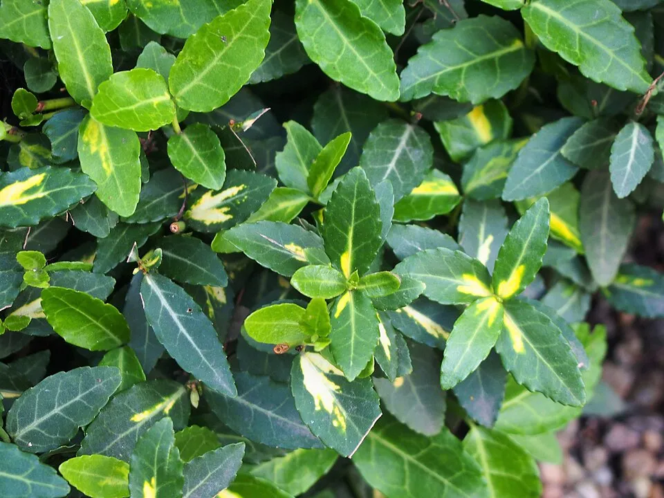 Sárga-tarka levelű, talajtakaró kecskerágó / Euonymus fortunei 'Sunspot'