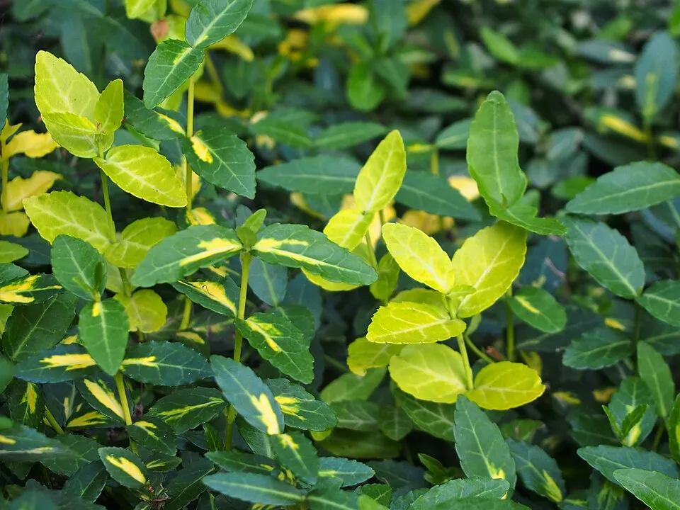 Sárga-tarka levelű, talajtakaró kecskerágó / Euonymus fortunei 'Sunspot'