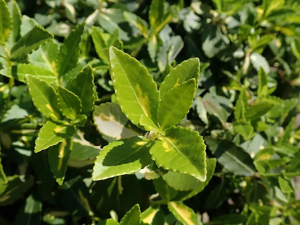 Sárga-tarka levelű, talajtakaró kecskerágó / Euonymus fortunei 'Sunspot'