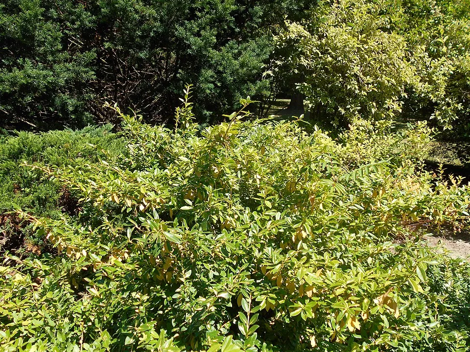 Sárga-tarka levelű, talajtakaró kecskerágó / Euonymus fortunei 'Sunspot'
