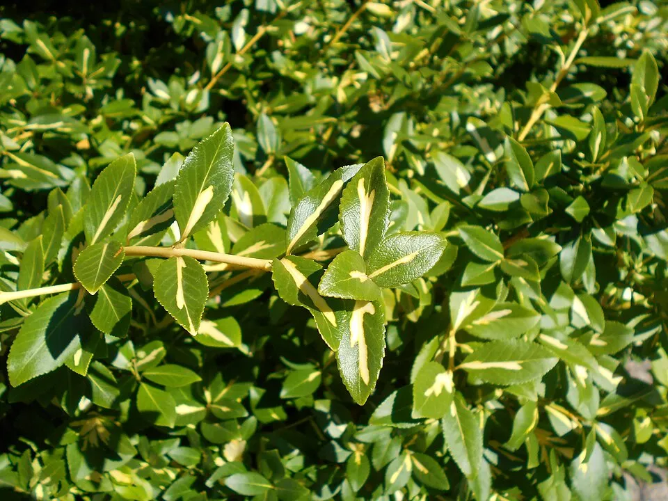 Sárga-tarka levelű, talajtakaró kecskerágó / Euonymus fortunei 'Sunspot'